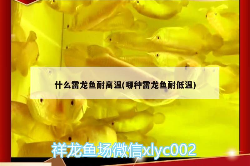 什么雷龍魚耐高溫(哪種雷龍魚耐低溫) 泰龐海蓮魚 第2張