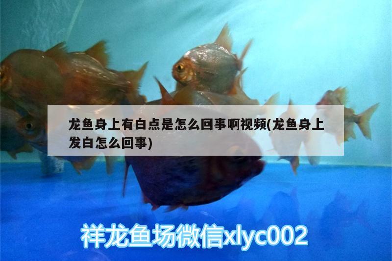 龍魚身上有白點是怎么回事啊視頻(龍魚身上發(fā)白怎么回事)