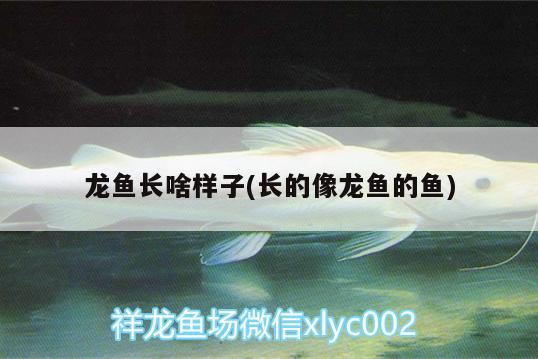 龍魚(yú)長(zhǎng)啥樣子(長(zhǎng)的像龍魚(yú)的魚(yú)) 南美異型魚(yú)