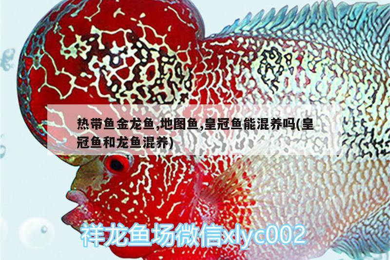 熱帶魚(yú)金龍魚(yú),地圖魚(yú),皇冠魚(yú)能混養(yǎng)嗎(皇冠魚(yú)和龍魚(yú)混養(yǎng))