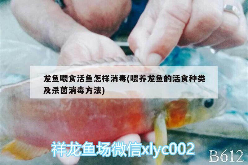 龍魚喂食活魚怎樣消毒(喂養(yǎng)龍魚的活食種類及殺菌消毒方法)