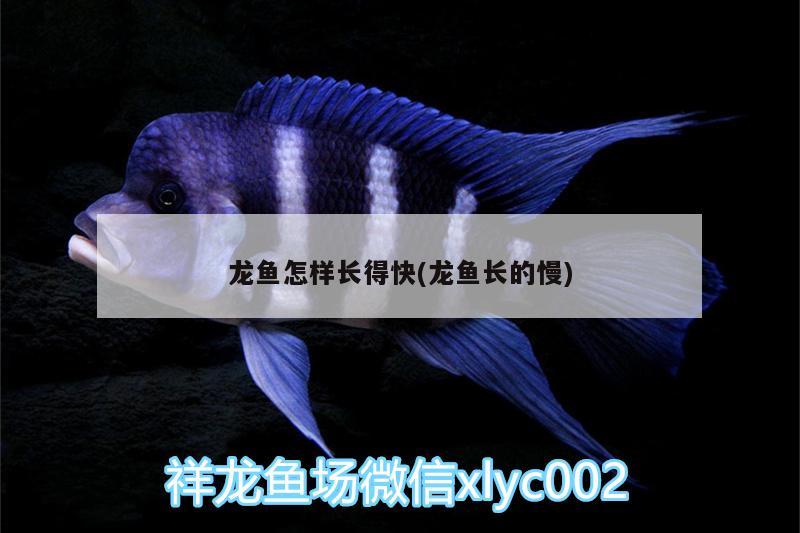 龍魚怎樣長得快(龍魚長的慢)