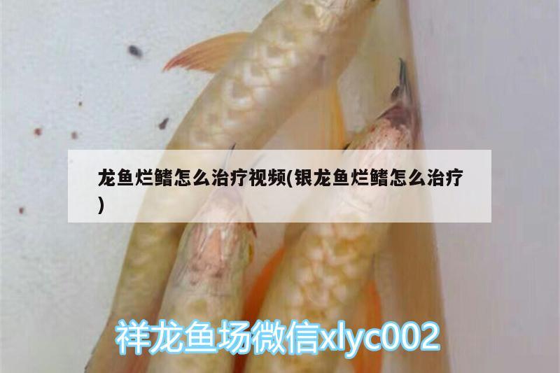 龍魚爛鰭怎么治療視頻(銀龍魚爛鰭怎么治療) 銀龍魚百科