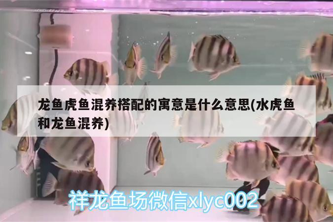 龍魚虎魚混養(yǎng)搭配的寓意是什么意思(水虎魚和龍魚混養(yǎng)) 食人魚（水虎）