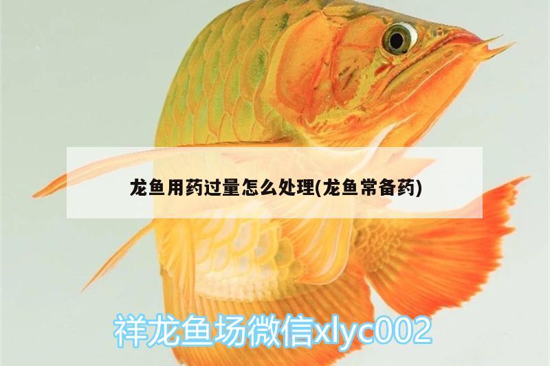 龍魚用藥過量怎么處理(龍魚常備藥) 杰西卡恐龍魚