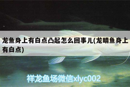 龍魚身上有白點(diǎn)凸起怎么回事兒(龍睛魚身上有白點(diǎn)) 喂食器