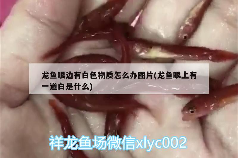 龍魚眼邊有白色物質怎么辦圖片(龍魚眼上有一道白是什么)