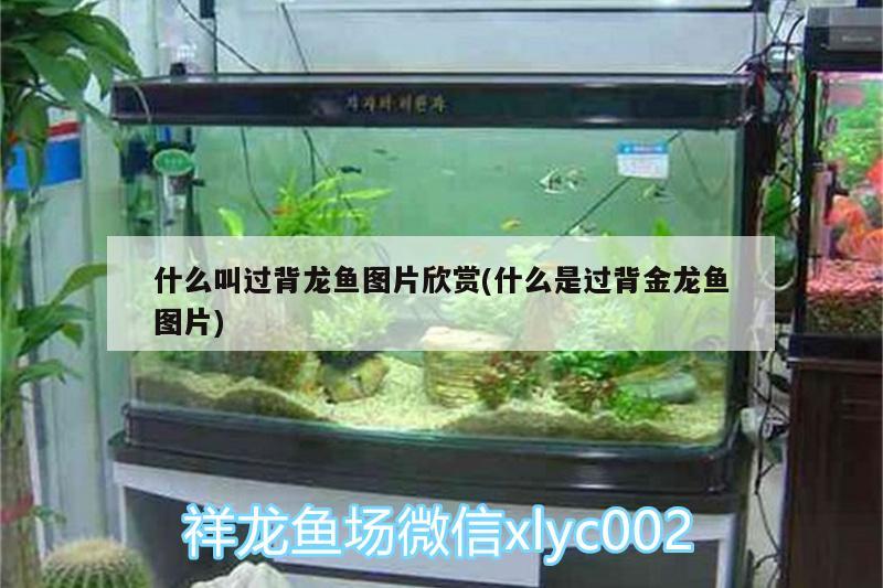 什么叫過背龍魚圖片欣賞(什么是過背金龍魚圖片)