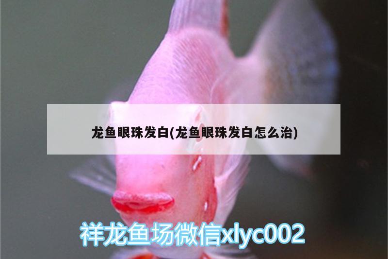 龍魚眼珠發(fā)白(龍魚眼珠發(fā)白怎么治) 女王大帆魚苗