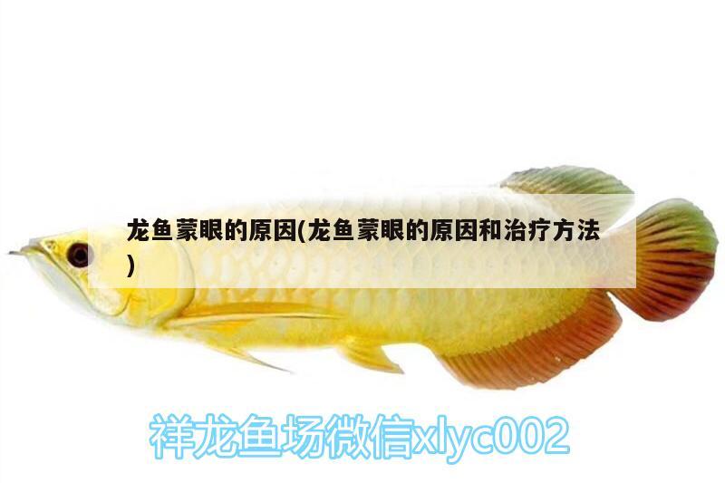 龍魚蒙眼的原因(龍魚蒙眼的原因和治療方法)