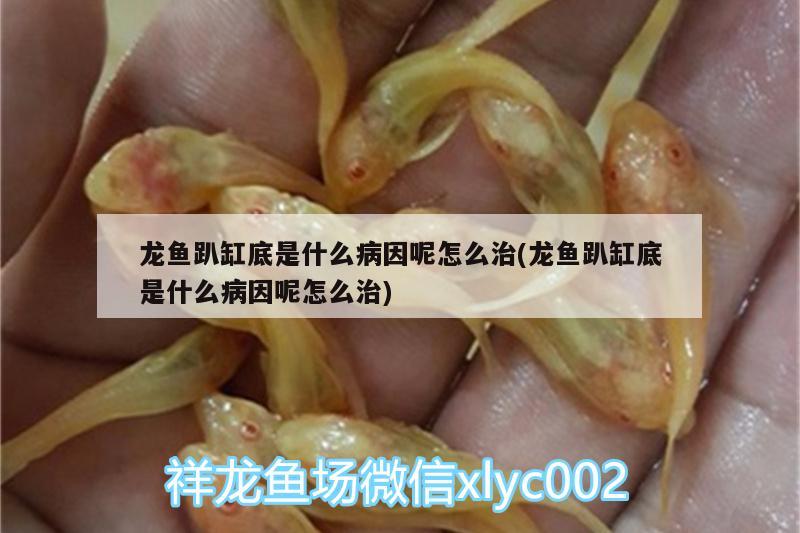 龍魚趴缸底是什么病因呢怎么治(龍魚趴缸底是什么病因呢怎么治) 黑水素