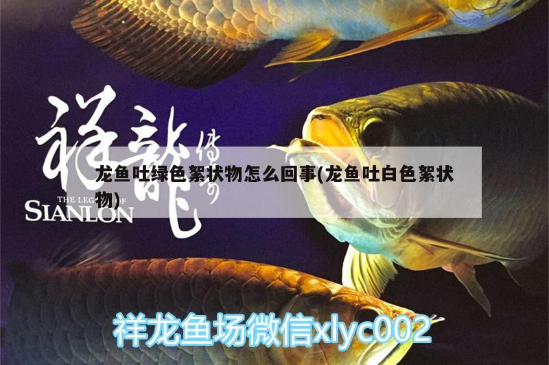 龍魚吐綠色絮狀物怎么回事(龍魚吐白色絮狀物)