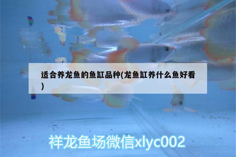 適合養(yǎng)龍魚(yú)的魚(yú)缸品種(龍魚(yú)缸養(yǎng)什么魚(yú)好看)