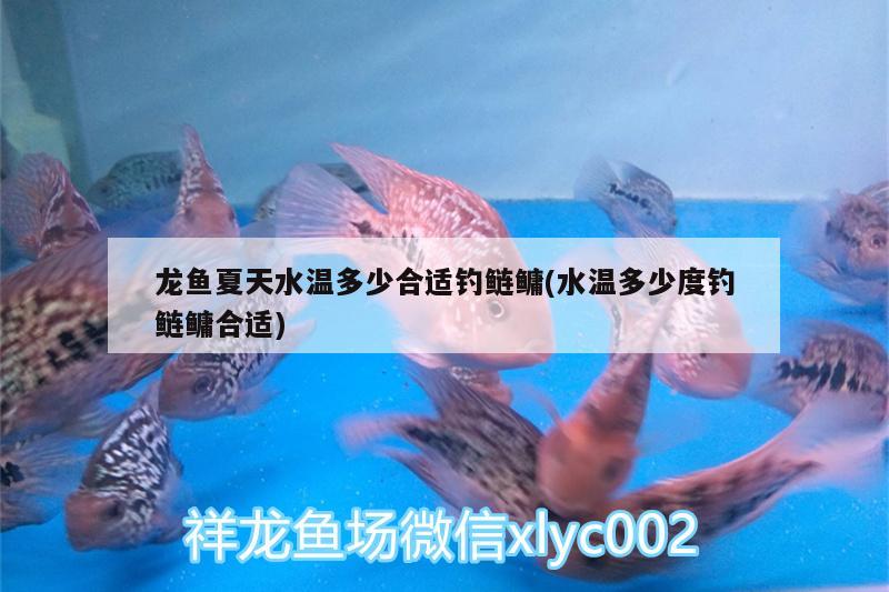 龍魚夏天水溫多少合適釣鰱鳙(水溫多少度釣鰱鳙合適) 垂釣樂園