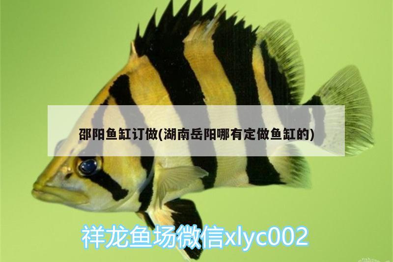 邵陽魚缸訂做(湖南岳陽哪有定做魚缸的) 泰龐海鰱魚