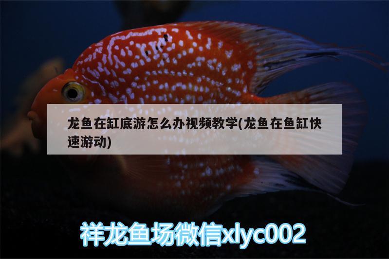 龍魚在缸底游怎么辦視頻教學(龍魚在魚缸快速游動) 魟魚百科