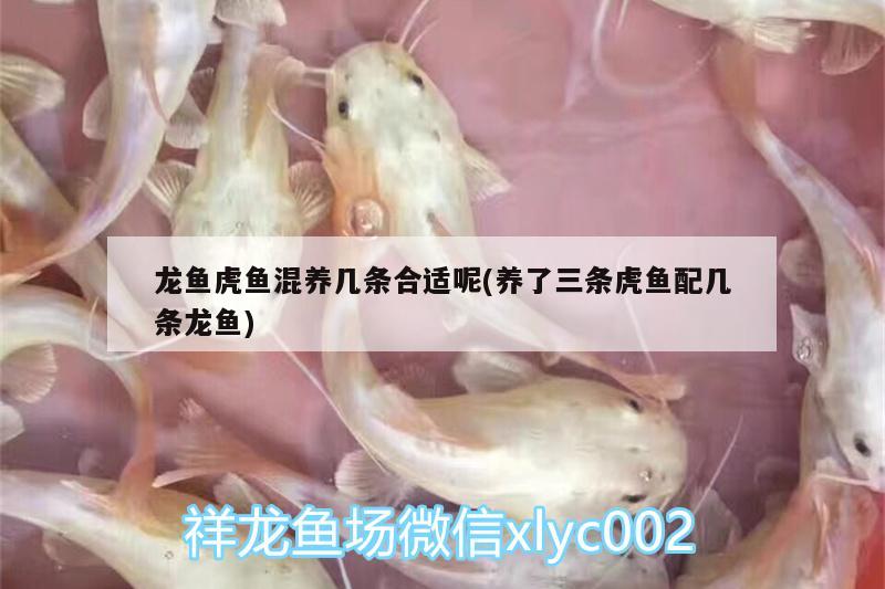 龍魚虎魚混養(yǎng)幾條合適呢(養(yǎng)了三條虎魚配幾條龍魚) 虎魚百科