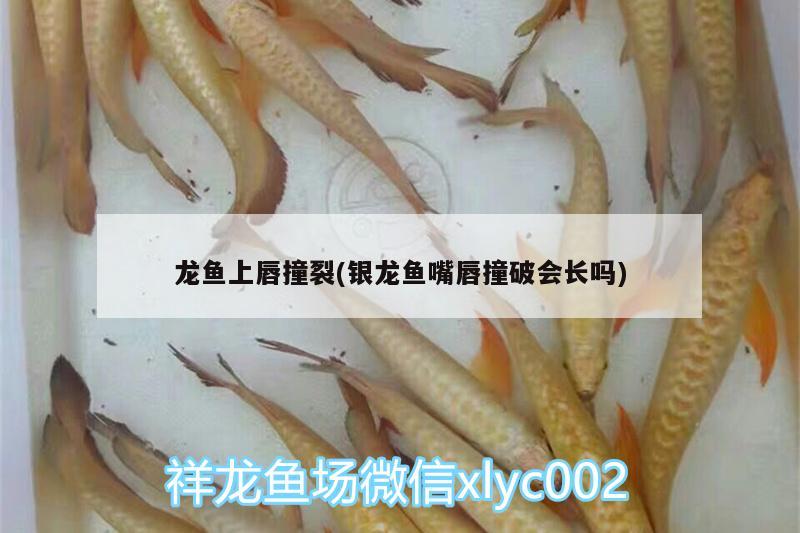 龍魚上唇撞裂(銀龍魚嘴唇撞破會長嗎)