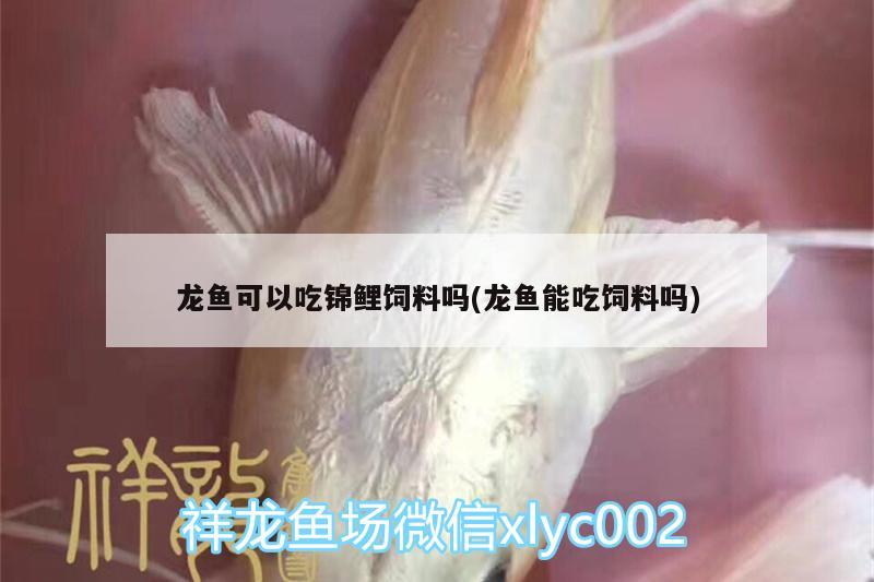 龍魚可以吃錦鯉飼料嗎(龍魚能吃飼料嗎)