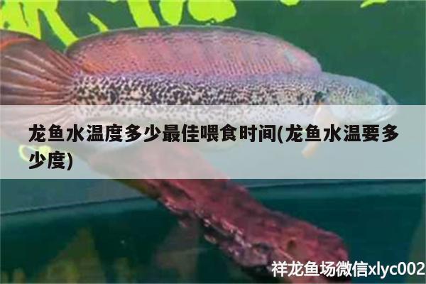 龍魚水溫度多少最佳喂食時間(龍魚水溫要多少度)