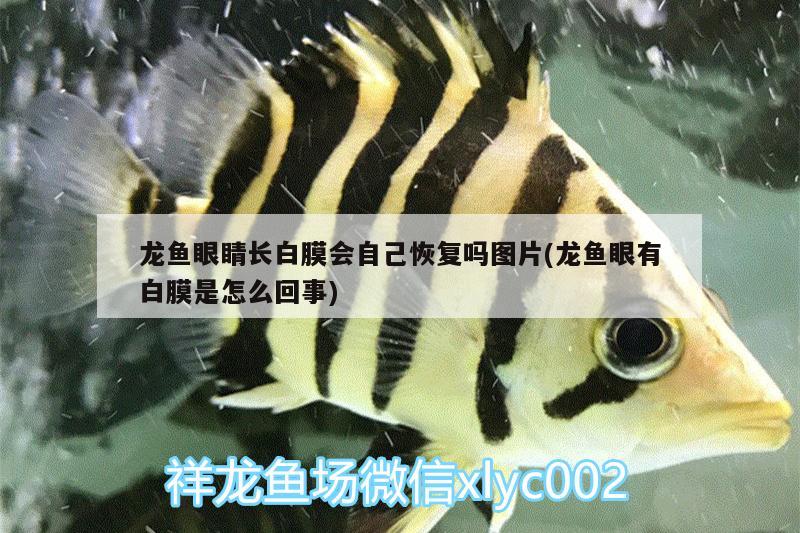 龍魚眼睛長白膜會自己恢復(fù)嗎圖片(龍魚眼有白膜是怎么回事)