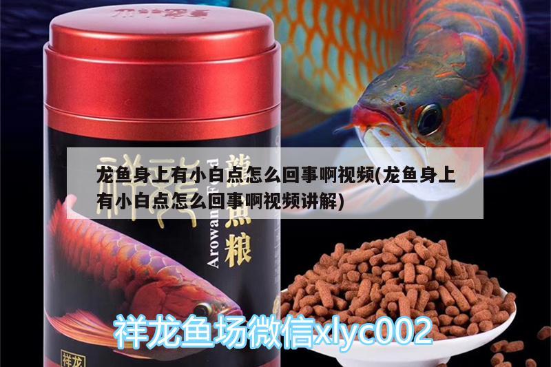 龍魚身上有小白點怎么回事啊視頻(龍魚身上有小白點怎么回事啊視頻講解)