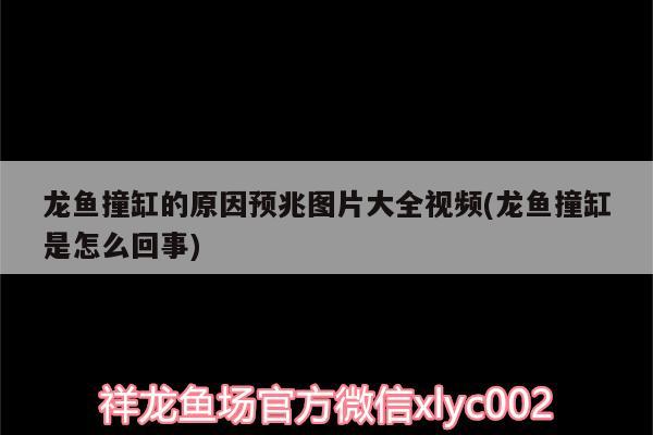 龍魚撞缸的原因預(yù)兆圖片大全視頻(龍魚撞缸是怎么回事) 圣菲埃及魚