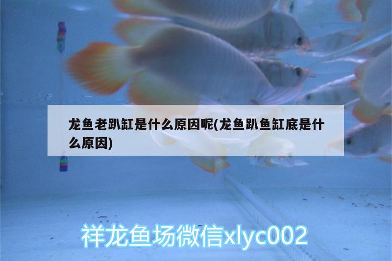 龍魚老趴缸是什么原因呢(龍魚趴魚缸底是什么原因)