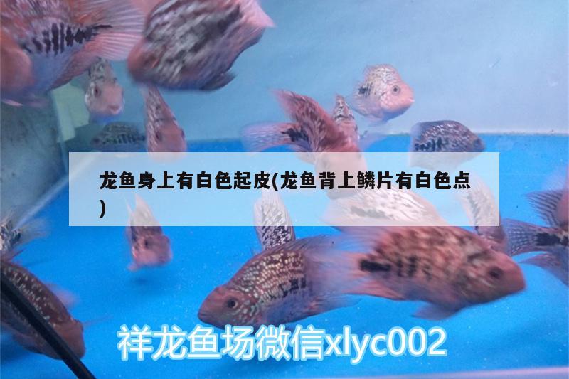 龍魚身上有白色起皮(龍魚背上鱗片有白色點)