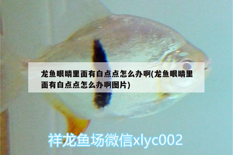 龍魚(yú)眼睛里面有白點(diǎn)點(diǎn)怎么辦啊(龍魚(yú)眼睛里面有白點(diǎn)點(diǎn)怎么辦啊圖片)