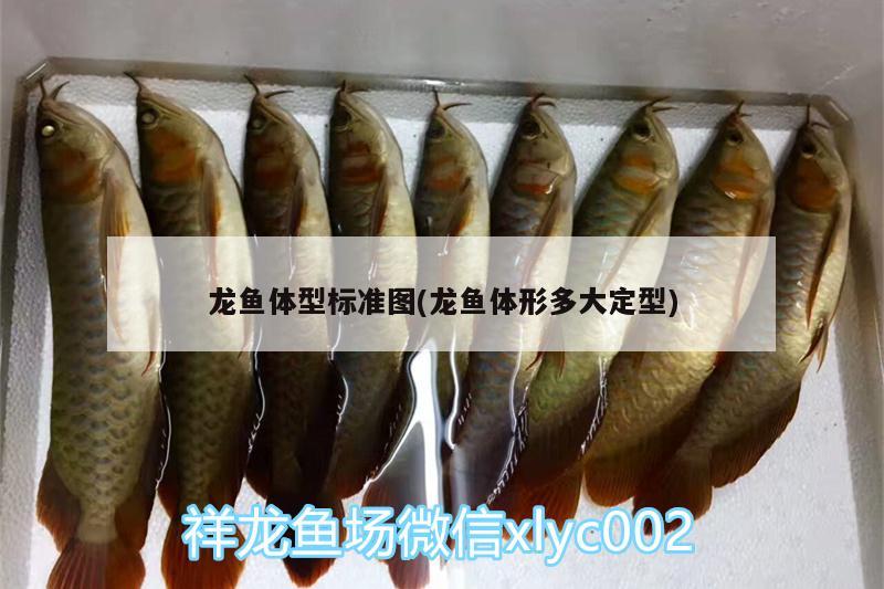 龍魚體型標(biāo)準(zhǔn)圖(龍魚體形多大定型)