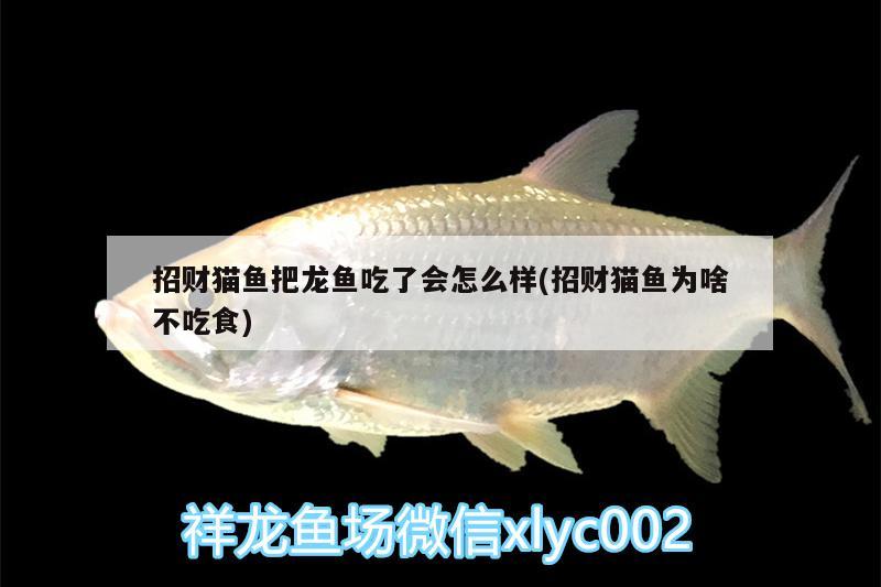 招財(cái)貓魚把龍魚吃了會(huì)怎么樣(招財(cái)貓魚為啥不吃食) 羅漢魚批發(fā)