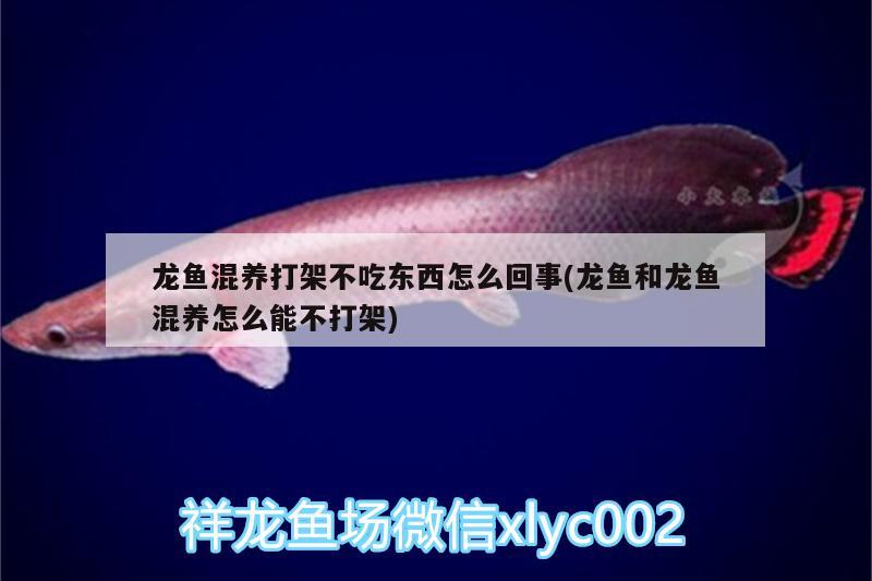 龍魚(yú)混養(yǎng)打架不吃東西怎么回事(龍魚(yú)和龍魚(yú)混養(yǎng)怎么能不打架) 狗仔（招財(cái)貓)魚(yú)苗