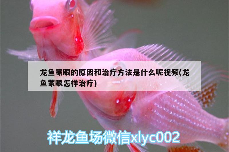 龍魚(yú)蒙眼的原因和治療方法是什么呢視頻(龍魚(yú)蒙眼怎樣治療)