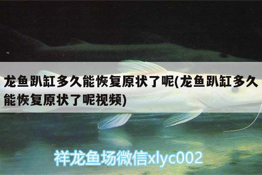 龍魚趴缸多久能恢復原狀了呢(龍魚趴缸多久能恢復原狀了呢視頻)