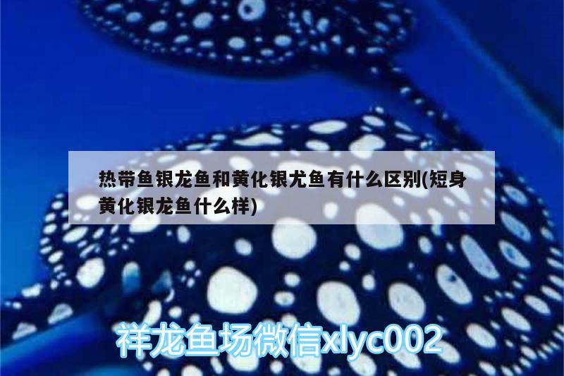 熱帶魚銀龍魚和黃化銀尤魚有什么區(qū)別(短身黃化銀龍魚什么樣)