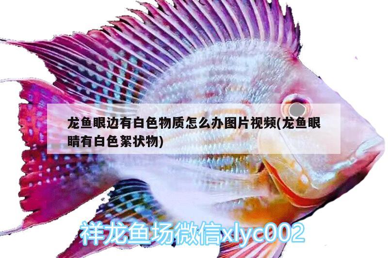 龍魚眼邊有白色物質(zhì)怎么辦圖片視頻(龍魚眼睛有白色絮狀物)