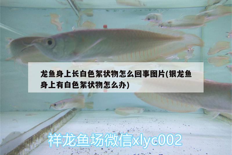 龍魚身上長白色絮狀物怎么回事圖片(銀龍魚身上有白色絮狀物怎么辦) 銀龍魚百科