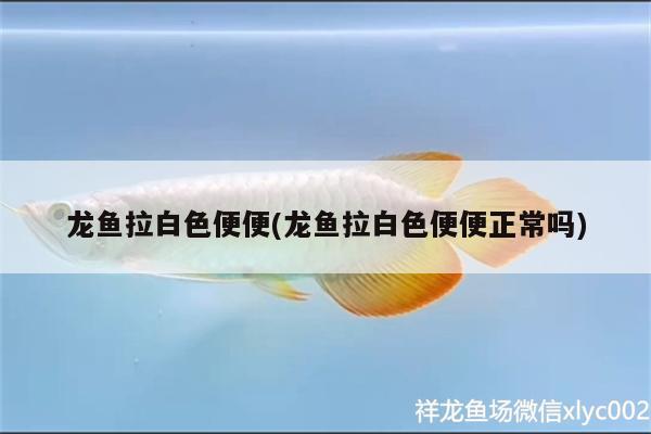 龍魚拉白色便便(龍魚拉白色便便正常嗎)