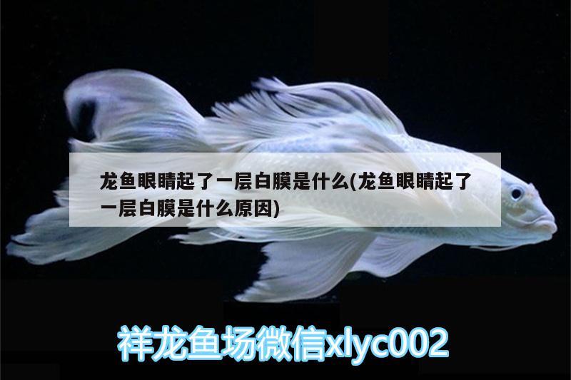 龍魚眼睛起了一層白膜是什么(龍魚眼睛起了一層白膜是什么原因) 過(guò)濾設(shè)備