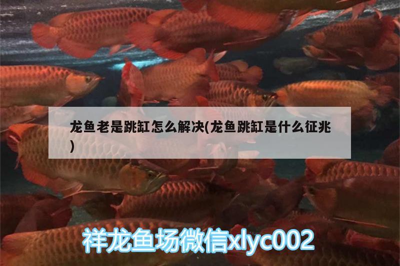 龍魚老是跳缸怎么解決(龍魚跳缸是什么征兆) 慈雕魚