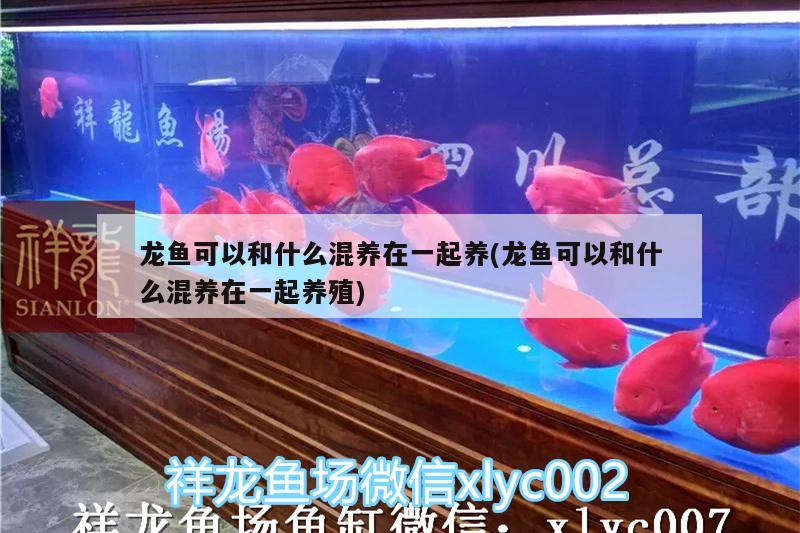 龍魚可以和什么混養(yǎng)在一起養(yǎng)(龍魚可以和什么混養(yǎng)在一起養(yǎng)殖) 金三間魚 第1張