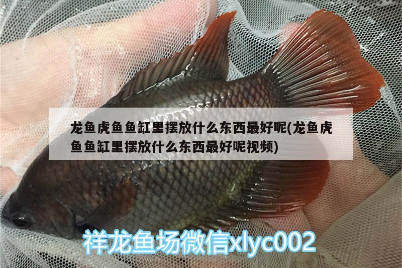 龍魚虎魚魚缸里擺放什么東西最好呢(龍魚虎魚魚缸里擺放什么東西最好呢視頻) 虎魚百科