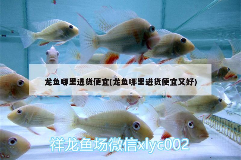 龍魚哪里進(jìn)貨便宜(龍魚哪里進(jìn)貨便宜又好)