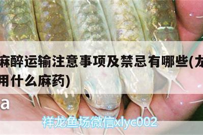 龍魚(yú)麻醉運(yùn)輸注意事項(xiàng)及禁忌有哪些(龍魚(yú)做手術(shù)用什么麻藥) 龍魚(yú)麻藥（祥龍Nika）