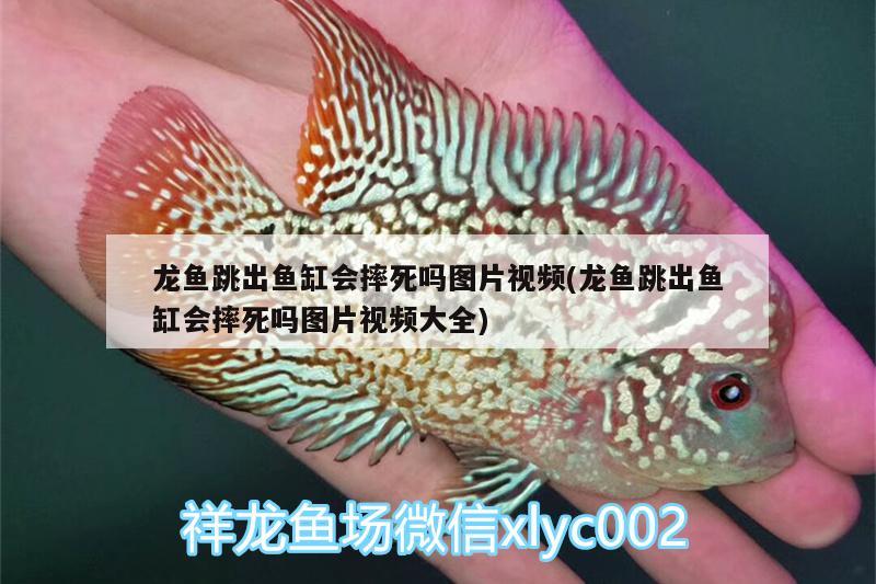 龍魚跳出魚缸會摔死嗎圖片視頻(龍魚跳出魚缸會摔死嗎圖片視頻大全)