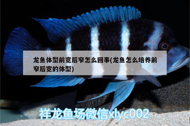 龍魚體型前寬后窄怎么回事(龍魚怎么培養(yǎng)前窄后寬的體型)