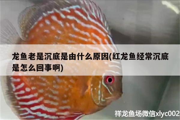 龍魚老是沉底是由什么原因(紅龍魚經(jīng)常沉底是怎么回事啊)