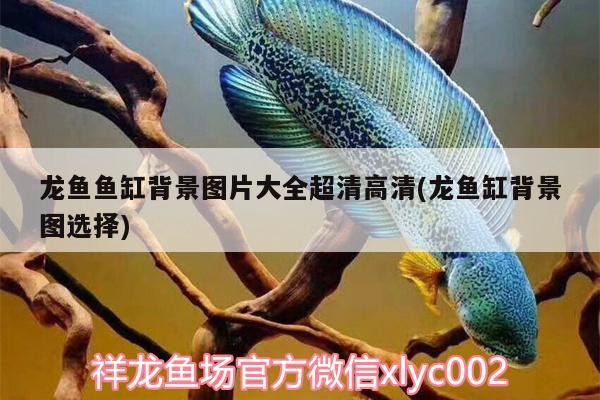 龍魚魚缸背景圖片大全超清高清(龍魚缸背景圖選擇)