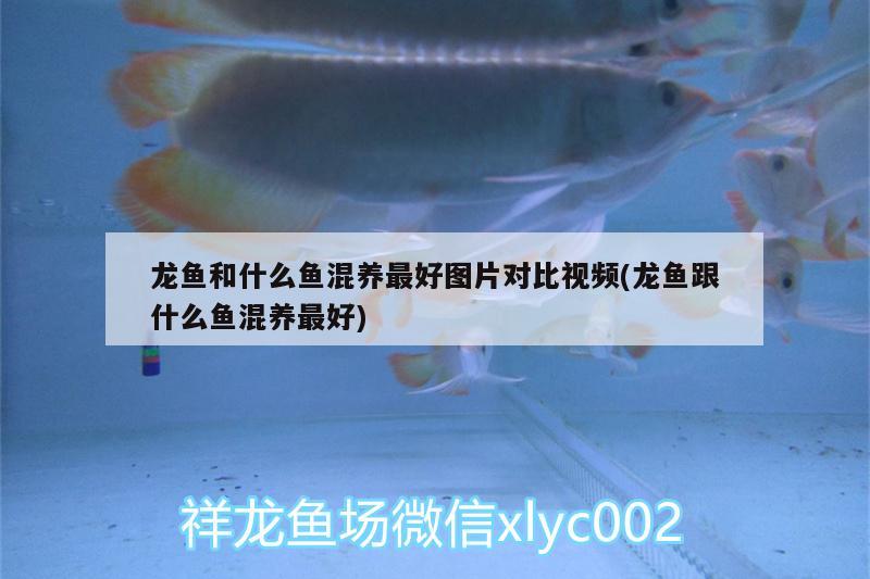 龍魚(yú)和什么魚(yú)混養(yǎng)最好圖片對(duì)比視頻(龍魚(yú)跟什么魚(yú)混養(yǎng)最好) 廣州水族器材濾材批發(fā)市場(chǎng)